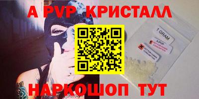 стафф Кингисепп